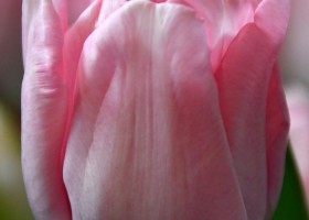 Tulipa Mariage ® (3)